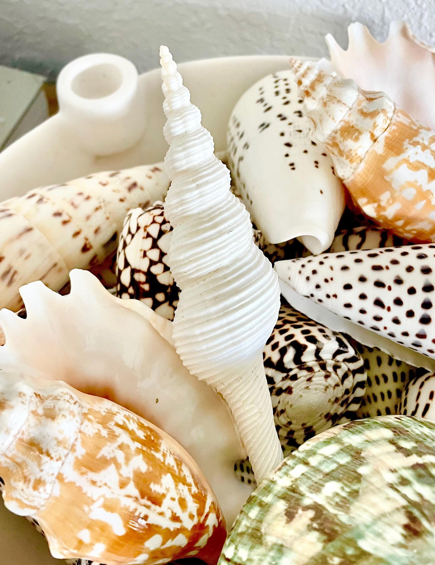 White Spindle Shells 3-7", Natural Fusus Colus, Beach Home Decor