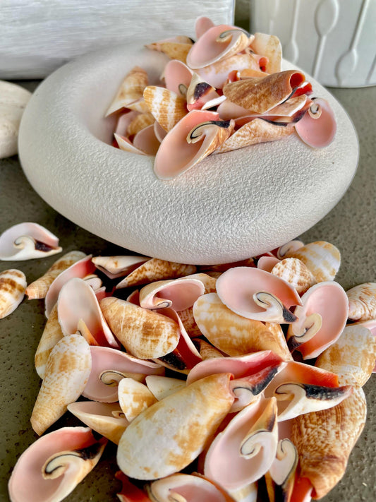 PINK LILY CUT Shells 1"-1/2" Long *You Choose Quantity* Slices Craft Seashells