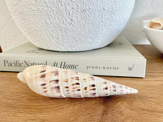 Marlin Spike Auger Shell, 5-6" Long Natural Coastal Décor