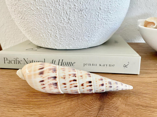 Marlin Spike Auger Shell, 5-7" *You Choose Size* Unique Spike Natural Coastal Décor