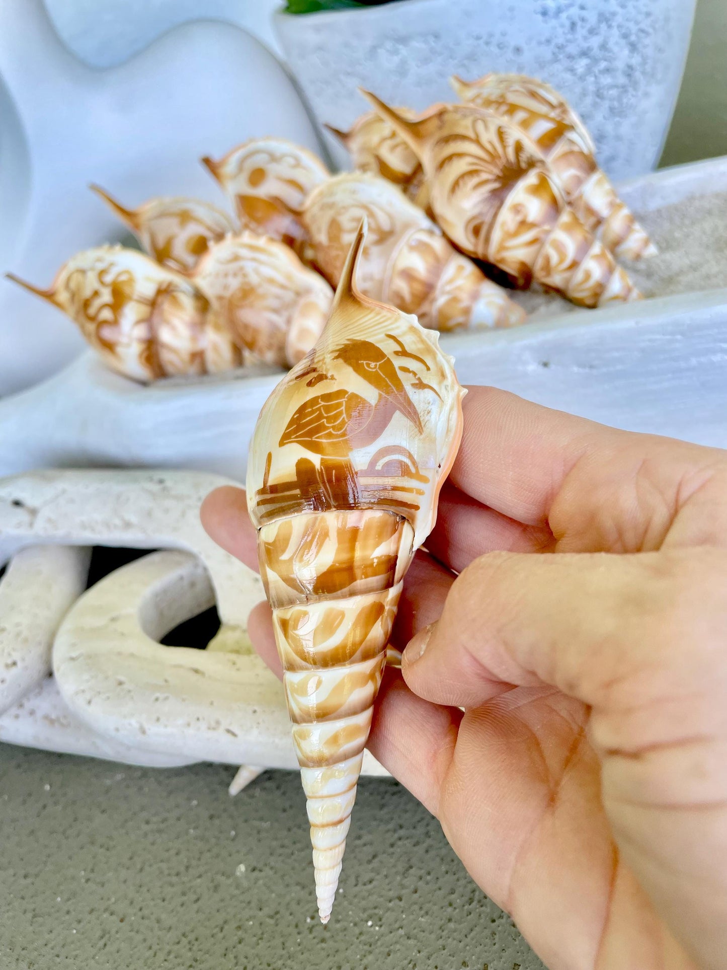 HAND CARVED TIBIA Shells 4-5" Natural Coastal Gift Brown White Display Seashell