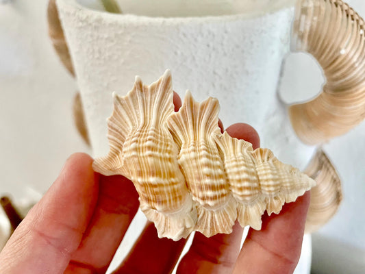 MAPLE LEAF SHELL 1-2" Golden Brown White Small Craft Seashell Coastal Décor