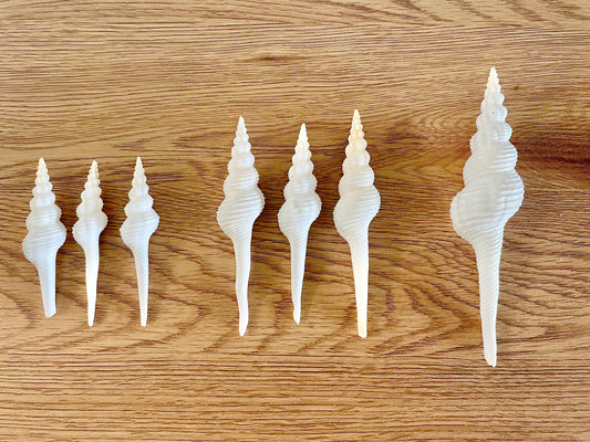 White Spindle Shells 3-7", Natural Fusus Colus, Beach Home Decor