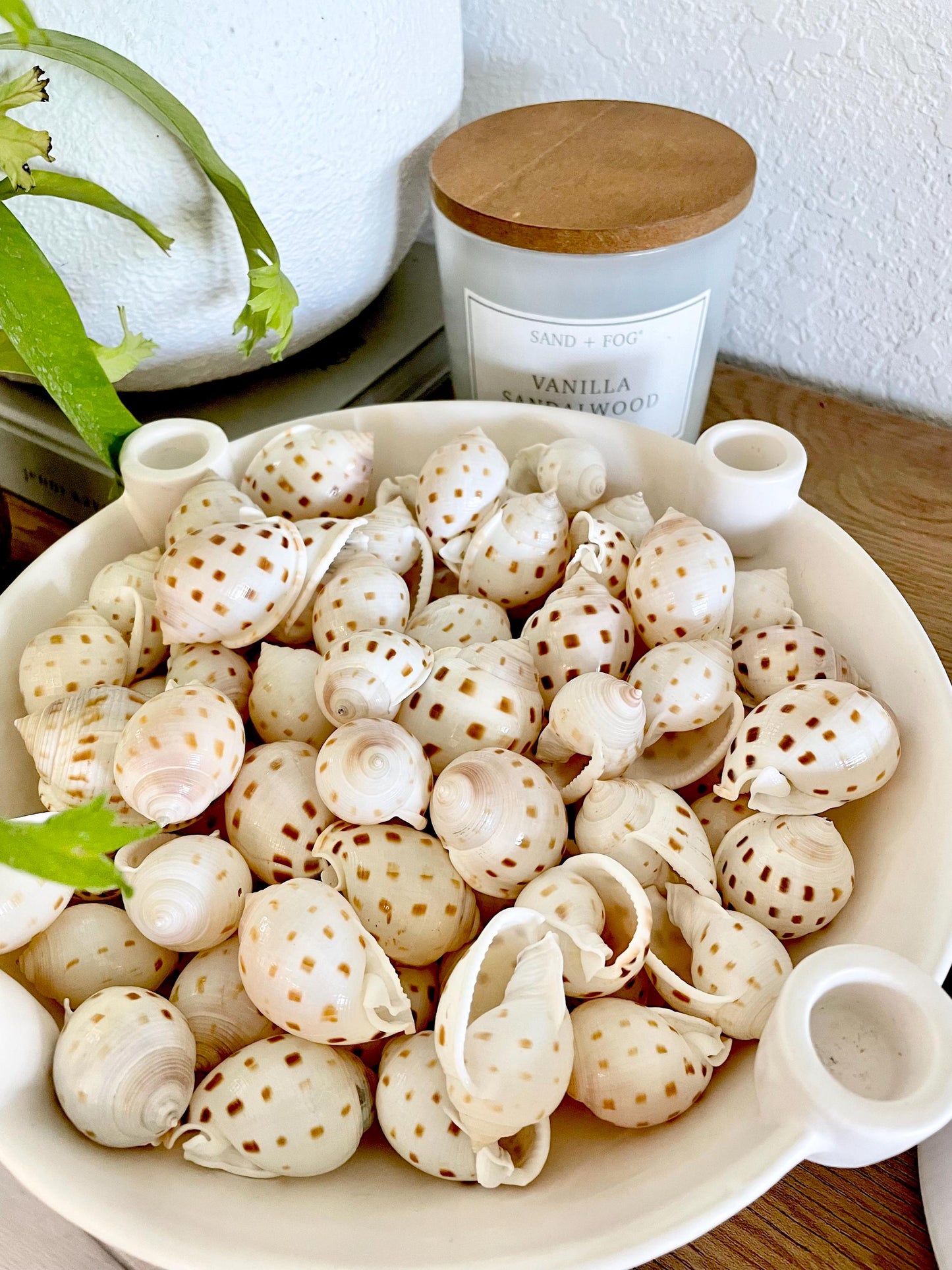SCOTCH BONNET SHELLS * You Choose Quantity* 1.5-2" Natural Spotted Color White Brown Small Craft Seashells Cassis Pila Coastal Beach Décor