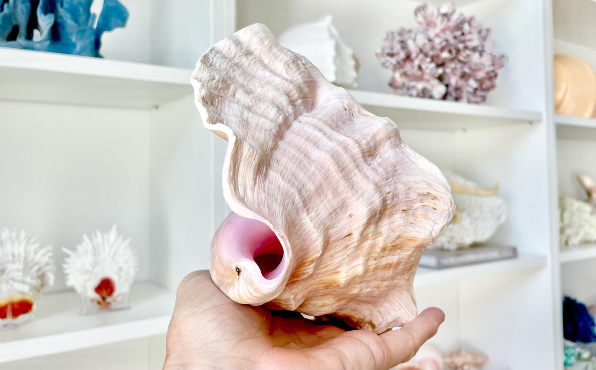 Bahama Pink Queen Conch Horn Shell 6-9", Upcycled Sustainable Coastal Décor