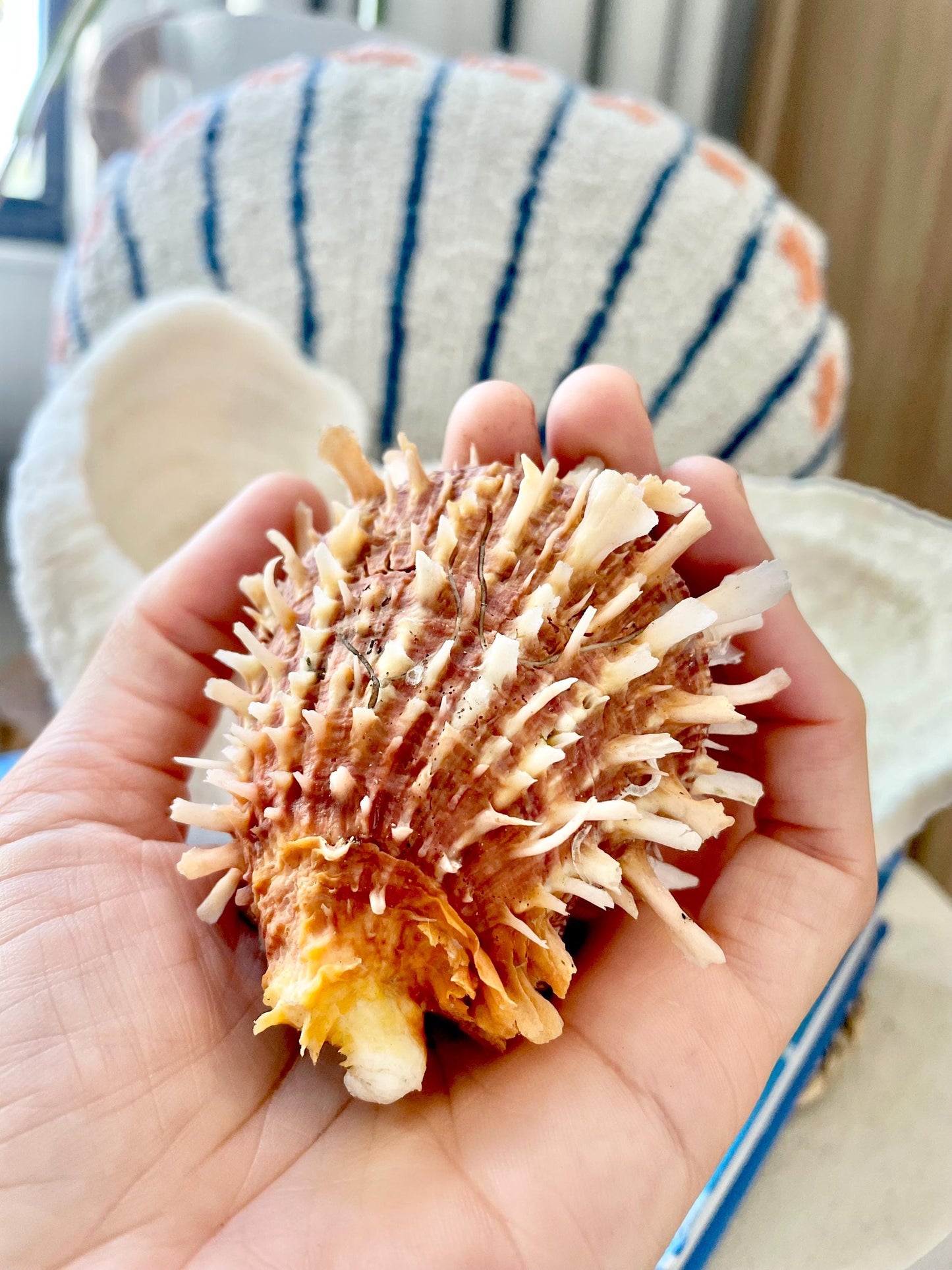 PACIFIC SPINY OYSTER Dark Orange Shell *All Sizes* Natural Full Paired Display Seashell Coastal Beach Home Décor Spondylus