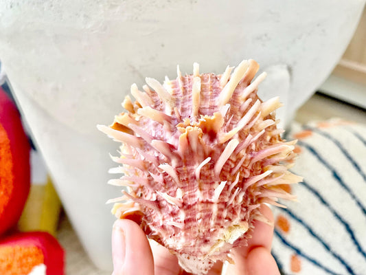 PACIFIC SPINY OYSTER Pink White Shell *All Sizes* Natural Full Paired Display Seashell