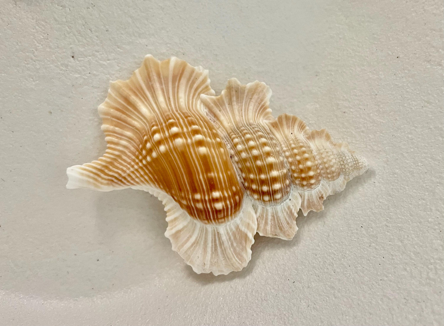 MAPLE LEAF SHELL *All Sizes* Natural Golden Brown White Small Craft Seashell Coastal Décor Beach Home Nautical Gift Biplex Gyrineum Perca