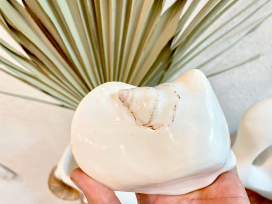 POLISHED WHITE LAMBIS Shells 4-5" High Shine Natural Seashell