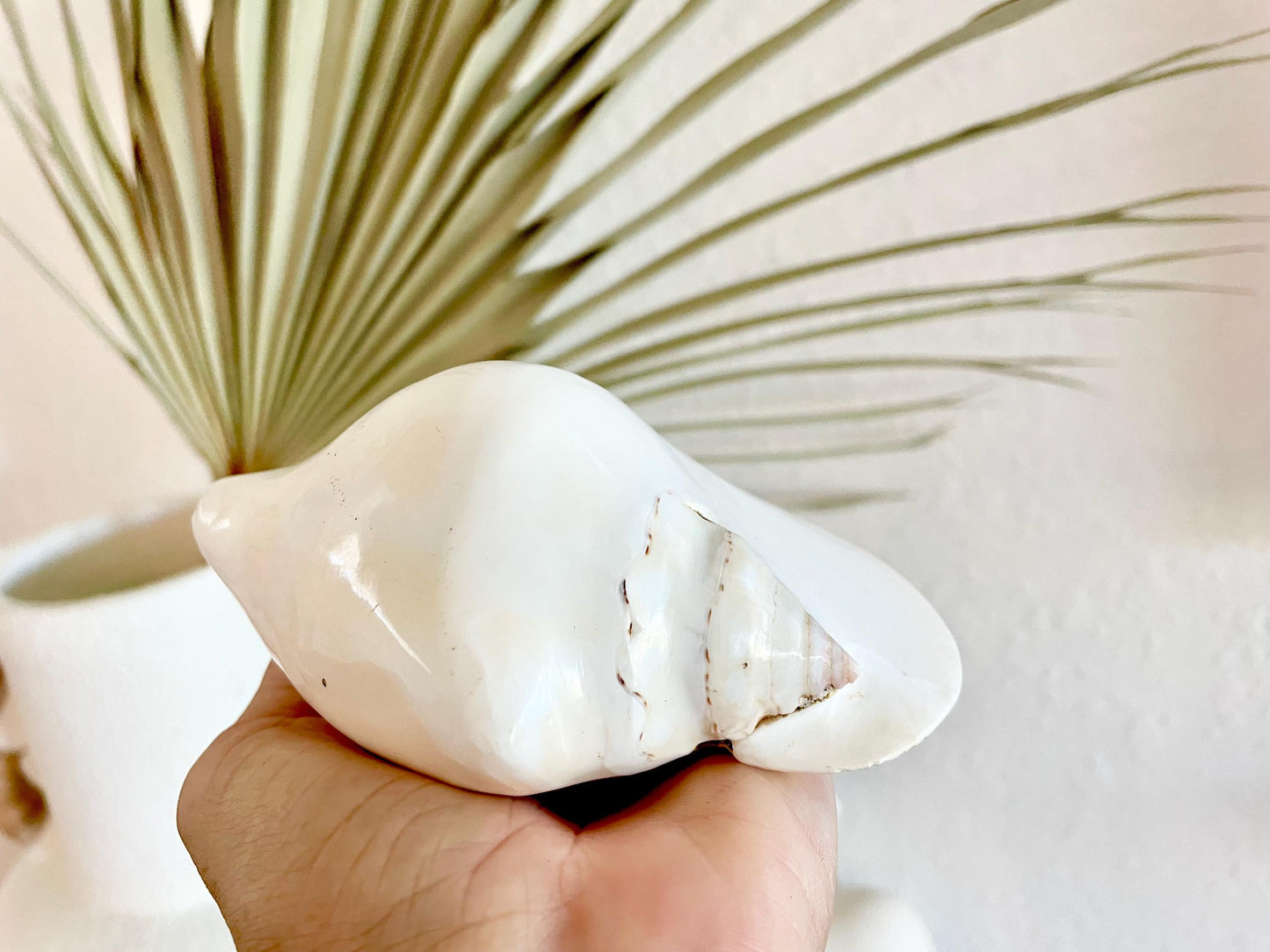 Polished High Gloss White Smooth 4-5" Lambis Seashell Modern Conch Sea shell Beach Nautical Décor Display Collectable Gift