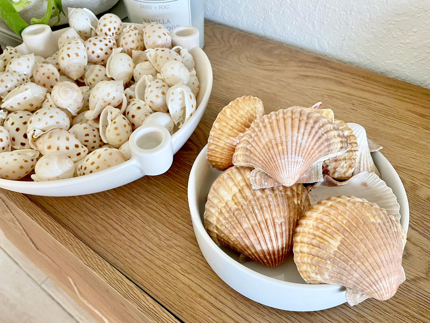 Mexican Scallop Shells: 3-3.5" Yellow Brown Beach Craft Candle Seashells