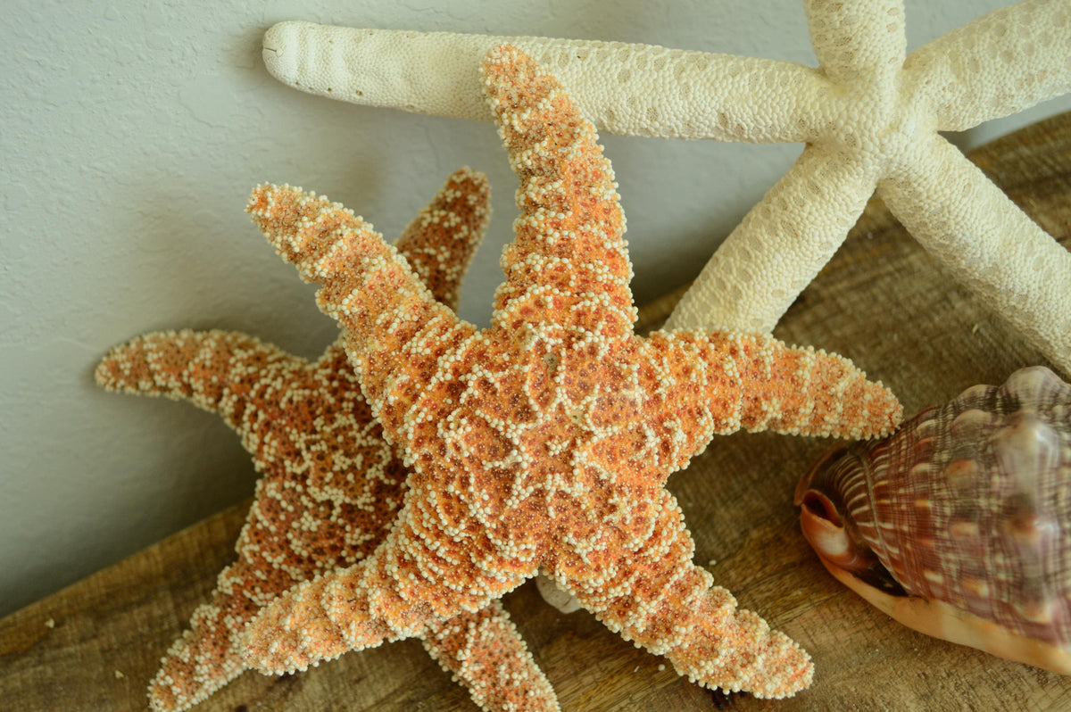 Natural Sugar Starfish: 1-14” *You Choose Size* Coastal Décor, Beach Wedding Crafts