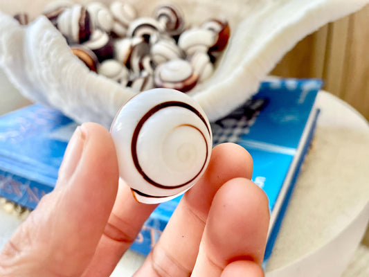 Striped Land Snail Shells, 1.25" Craft Seashells