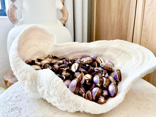 SNAKEHEAD TOP COWRIE Shells *You Choose Quantity* 1-1.25" Purple Brown Small Craft Seashells
