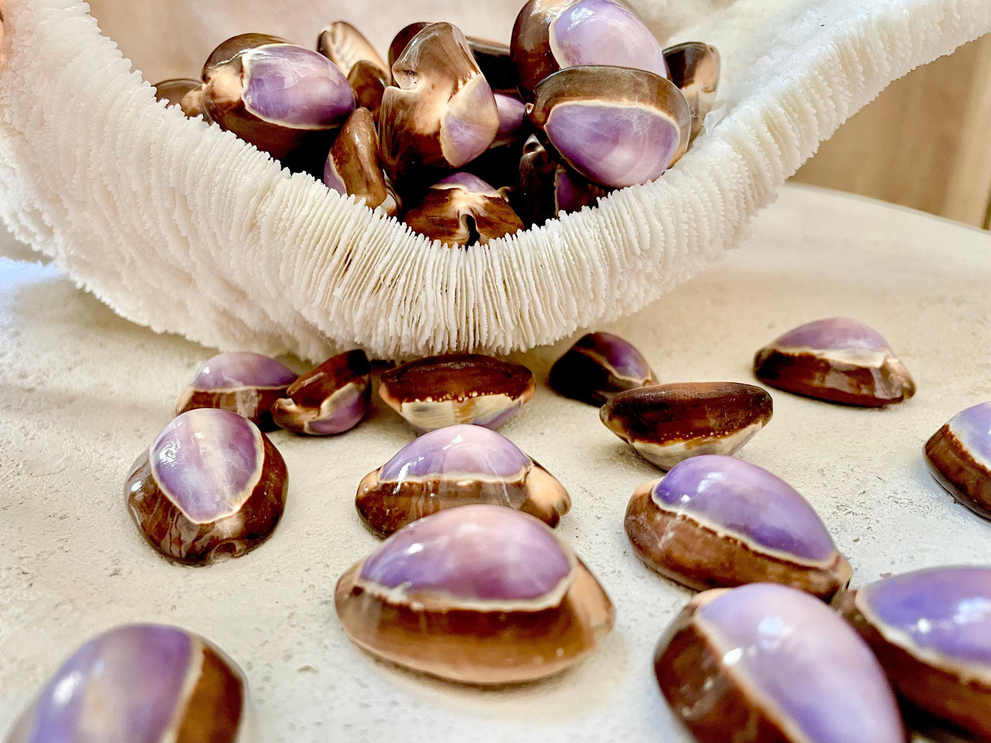 SNAKEHEAD TOP COWRIE Shells *You Choose Quantity* 1-1.25" Purple Brown Small Craft Seashells
