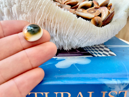 RED CAT EYE Operculum Shells .5-1" *You Choose Quantity* Small Craft Seashells