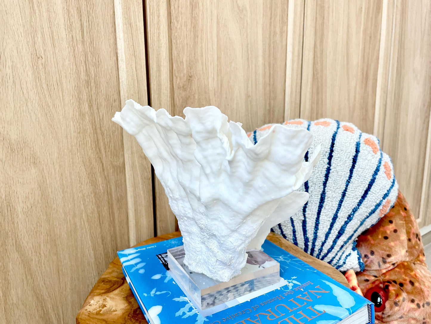 Natural Ocean Sculptural Wavy RUGOSA CORAL 11.25" Wide Mounted On Clear Lucite Base Genuine Display Decorative Coastal Beach Home Décor Gift