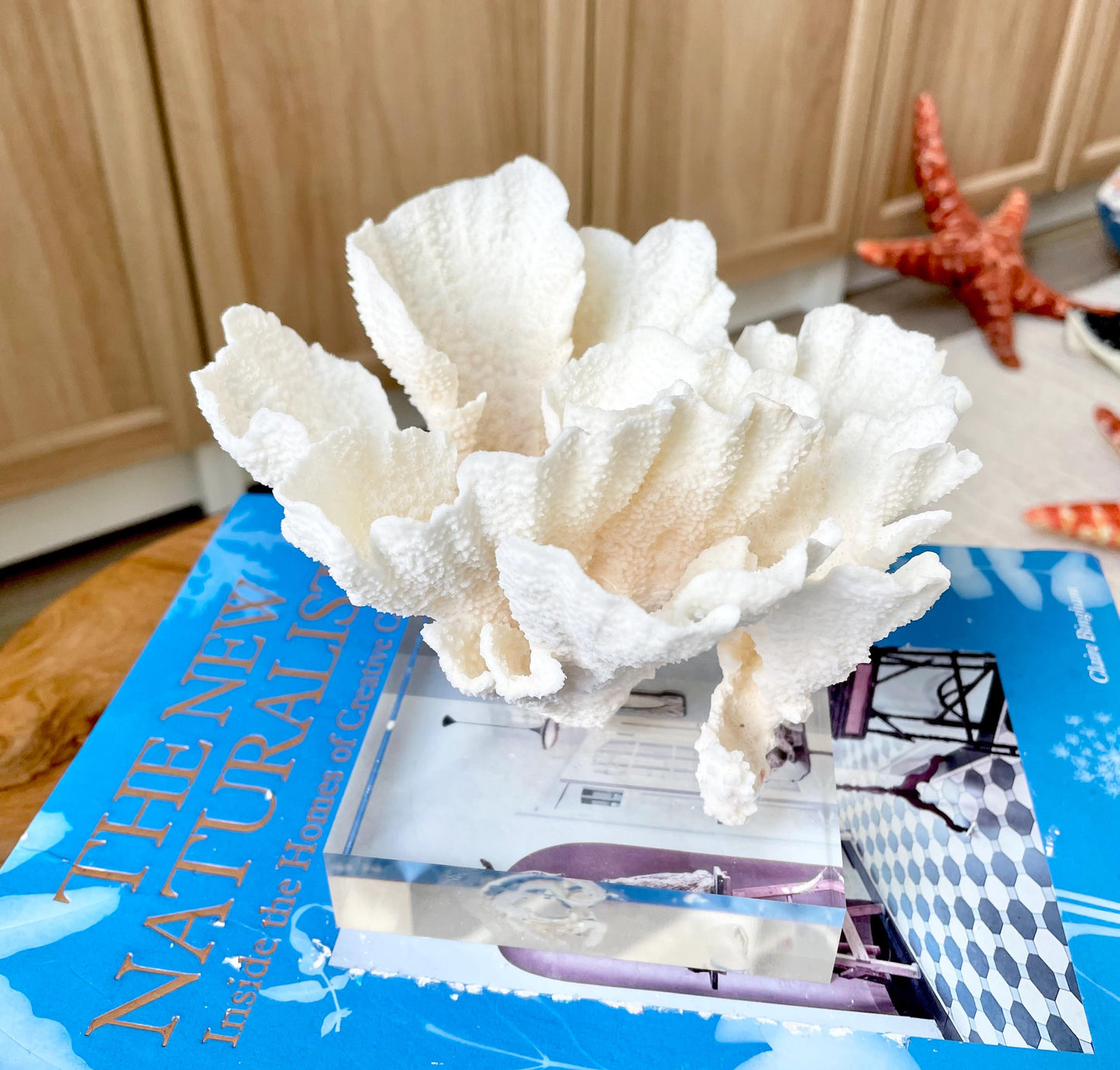 POCA CORAL Mounted Natural Fossil Lucite Display Specimen Sculpture Ocean Art Decorative Coastal Beach Home Décor Wedding Gift White