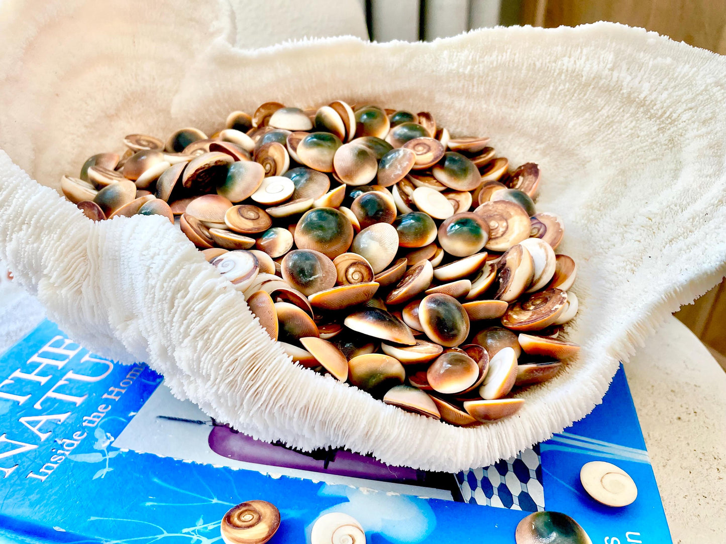 RED CAT EYE Operculum Shells *You Choose Quantity* .5-1" Natural Red Brown Green White Small Craft Seashells Coastal Beach Shiva Swirl Back