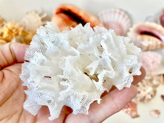 Lace Bryozoa Coral Fan Fossil - Pink or White Coastal Decor