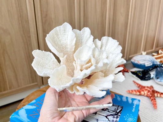 POCA CORAL 6"Mounted Natural Fossil Lucite Display Specimen Sculpture Ocean Art Decorative Coastal Beach Home Décor Wedding Gift White