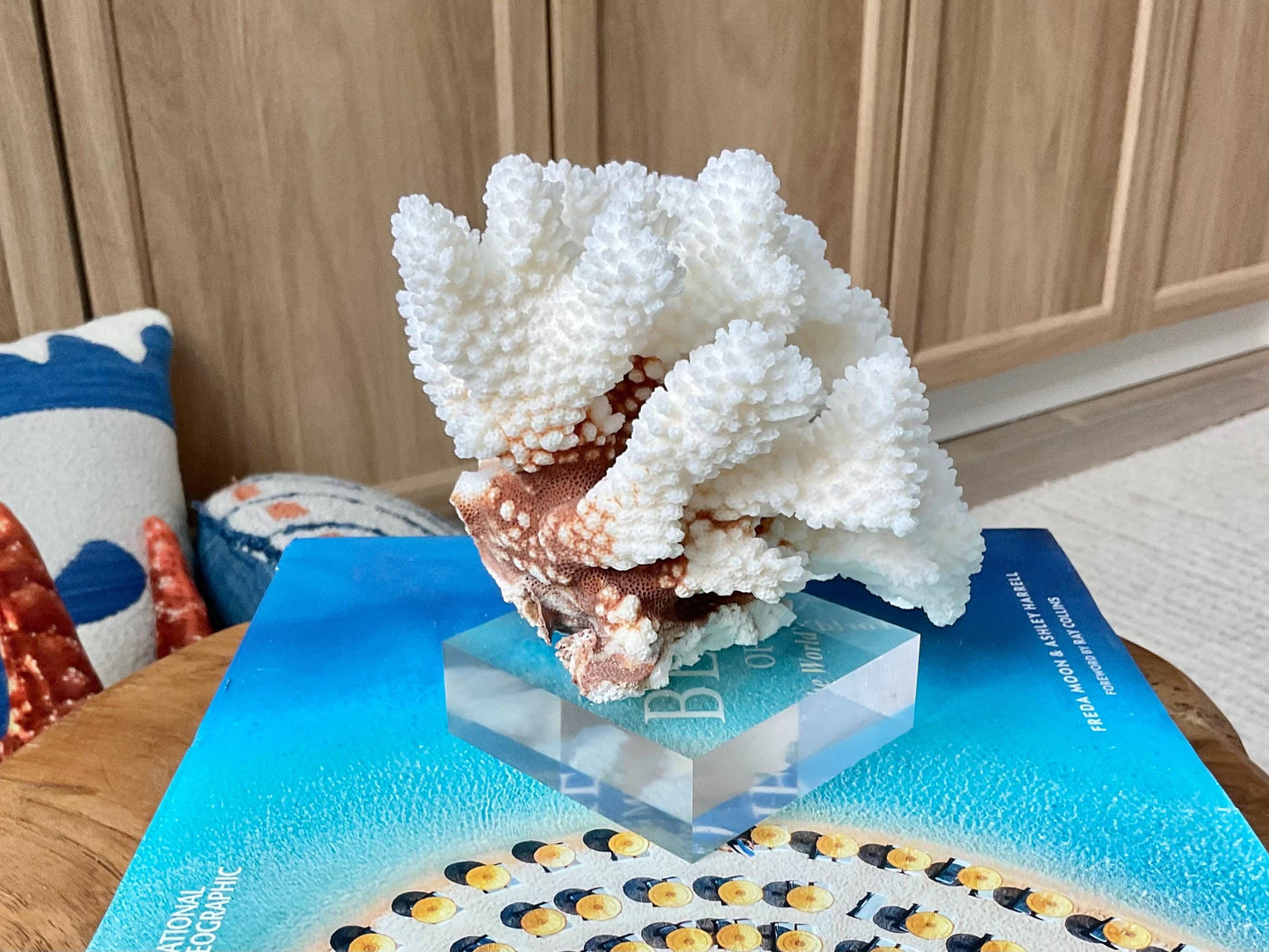 Mounted 5.5" Natural CLUSTER CORAL Fossil Lucite Display Specimen Sculpture Ocean Art Decorative Coastal Beach Home Décor Wedding Gift White