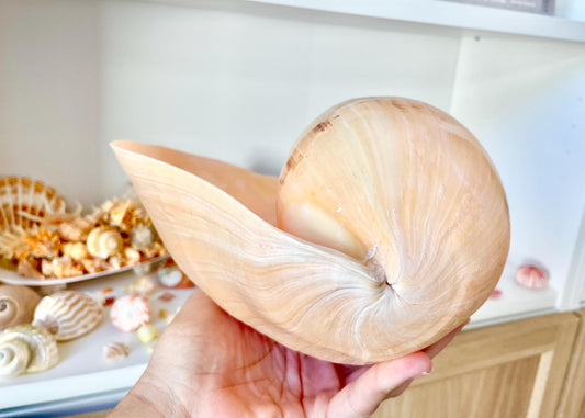 Indian Melon Volute Seashell: 5-12" *You Choose Size* Coastal Home Décor, Air Plant Holder