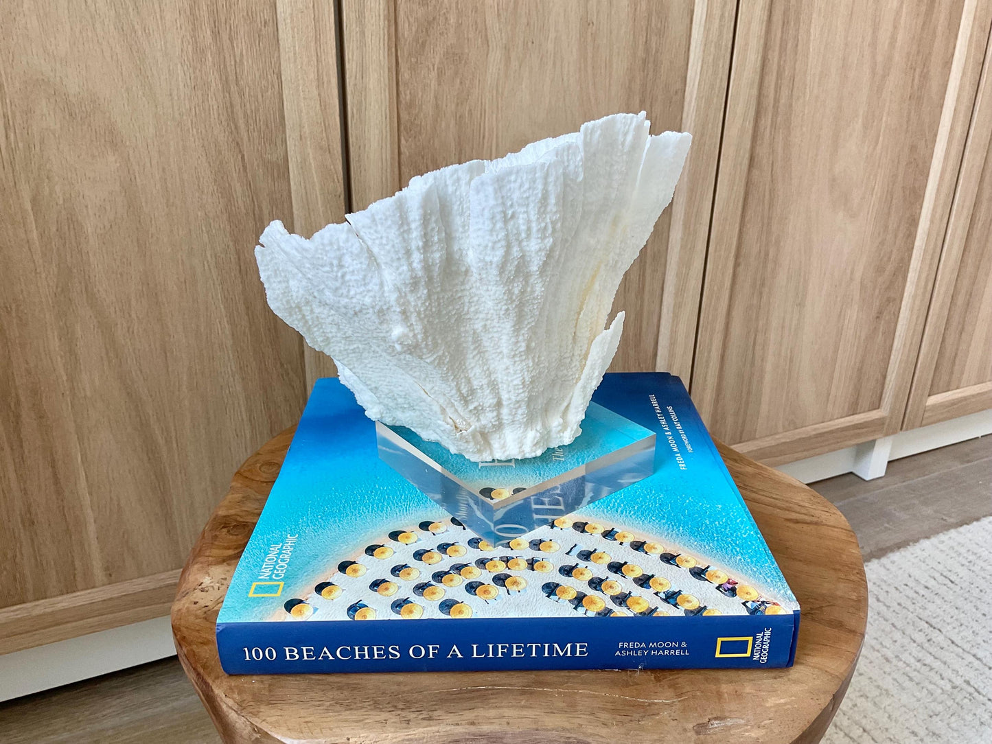 Mounted 8.5" Natural POCA CORAL Fossil Lucite Display Specimen Sculpture Ocean Art Decorative Coastal Beach Home Décor Wedding Gift White