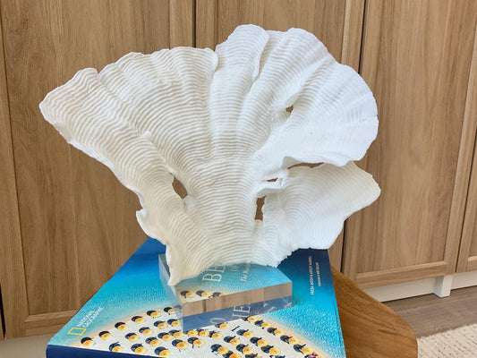 Mounted 10.5" Natural CUP RUGOSA CORAL Fossil Lucite Display Specimen Sculpture Ocean Art Decorative Coastal Beach Home Décor Wedding Gift