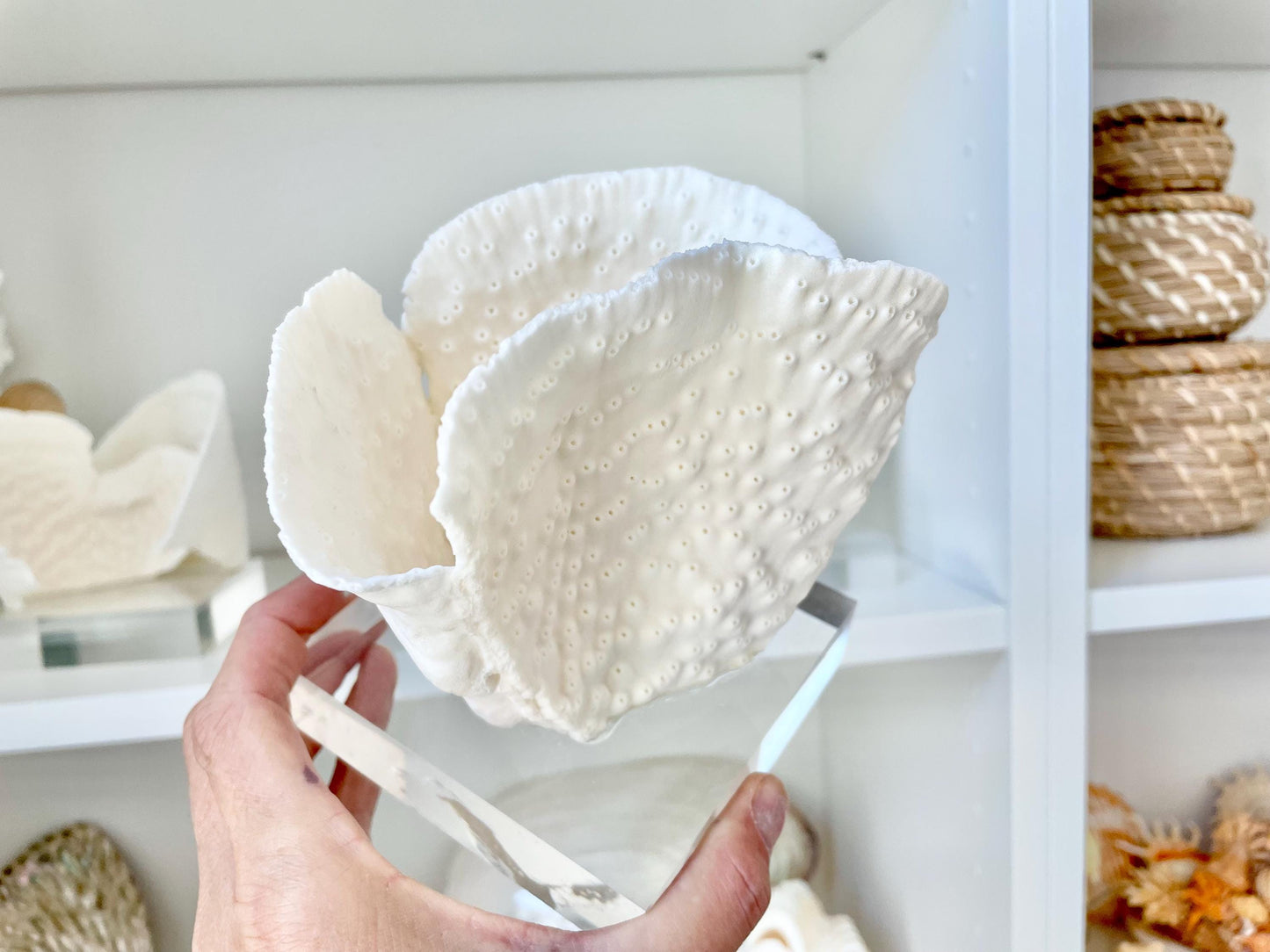 Set of 3 Mounted BLACK CUP CORAL Specimen Sculptures 100% Genuine Clear Lucite Display Base Decorative Coastal Beach Home Décor Gift White