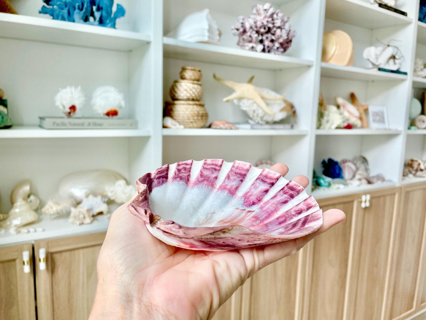 POLISHED LIONS PAW Scallop Shells * You Choose Color* Large 5-6" Display Seashell Coastal Home Décor