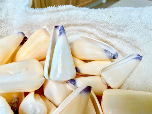 VIRGIN CONE SHELL Purple Tip *You Choose Size* Display Craft Seashell