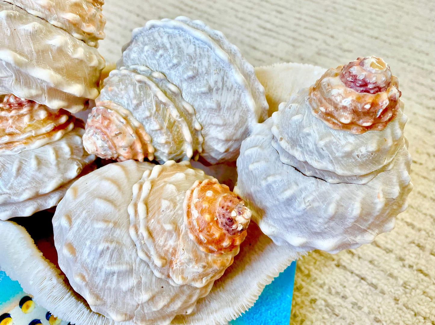 Orange Wavy Turban Shell 4-4.5" Pyramid Display Seashell Home Beach Coastal Décor