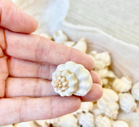 NUTMEG SNAIL SHELLS 1-1.5" *You Choose Quantity* White Small Seashells For Crafts