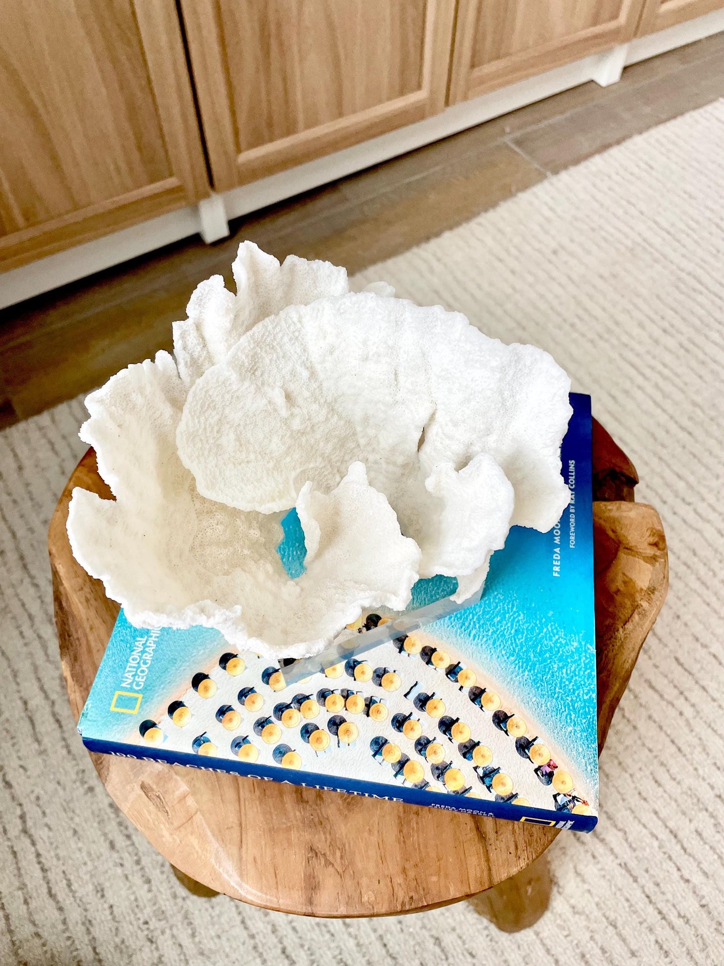 Mounted 6.5" Natural POCA CORAL Fossil Lucite Display Specimen Sculpture Ocean Art Decorative Coastal Beach Home Décor Wedding Gift White