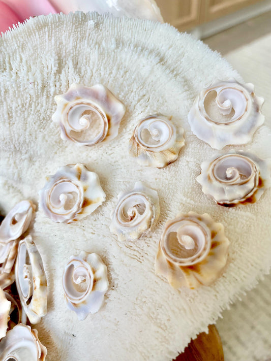 SPIRAL WHELK CUTS Shells *You Choose Quantity Size* 1"-2.5" Natural Beige Pink Swirly Slices Small Craft Seashells Jewelry Supply Coastal