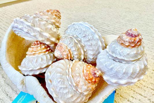 Orange Wavy Turban Shell 4-4.5" Pyramid Display Seashell Home Beach Coastal Décor