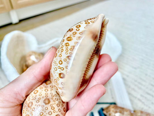 Eyed Cowrie Shell, 3-3.5" Beige Brown Glossy Seashell, Coastal Decor