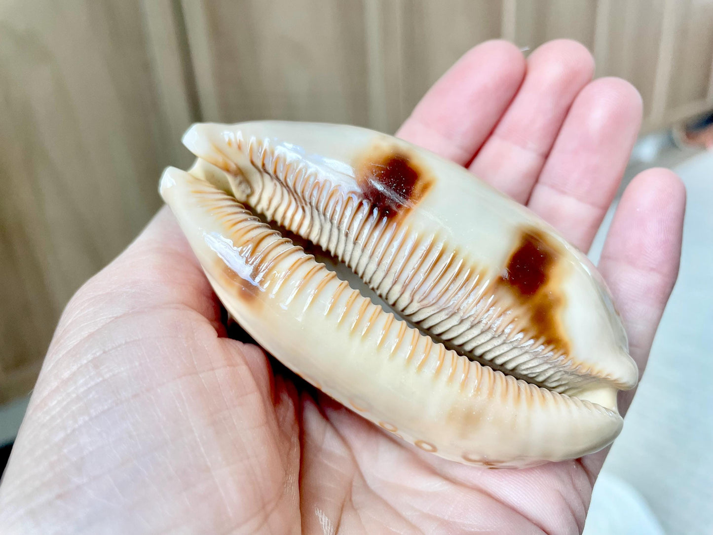 Eyed Cowrie Shell, 3-3.5" Beige Brown Glossy Seashell, Coastal Decor