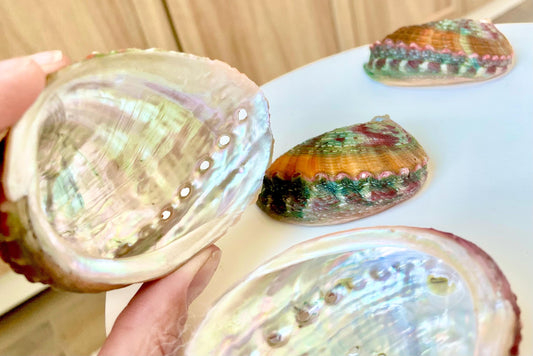 BANDED CHINO ABALONE Shells 3-3.5" Green Red Orange Striped Coastal Décor