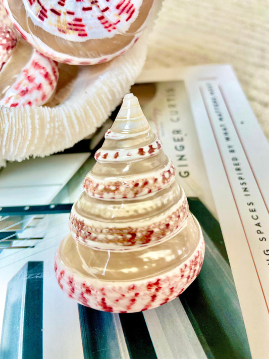 BANDED STRAWBERRY TOP Shells 2.5-2.75" Pink White Striped Trochus Seashell