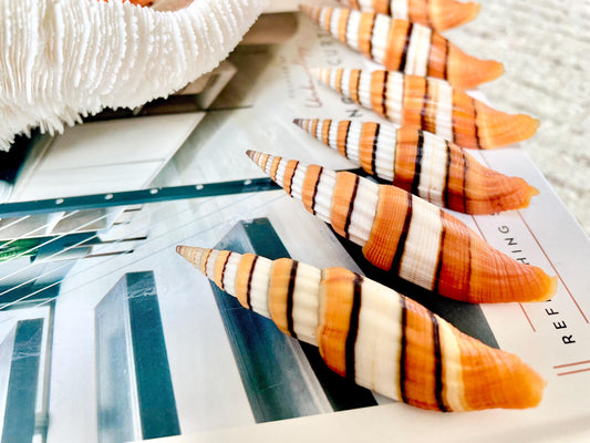 Ribboned Mitre Seashell, Rare Orange XL 2-3" Vexillum Citrinum Specimen