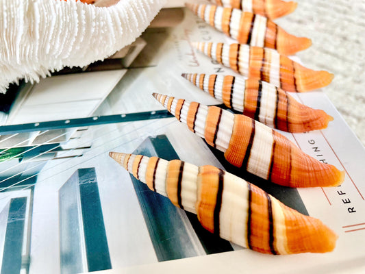 Ribboned Mitre Seashell, Rare Orange XL 2-3" Vexillum Citrinum Specimen