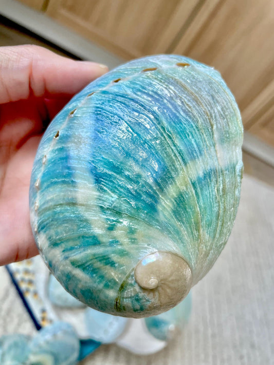 BLUE GREEN POLISHED Glossy Abalone Shells *4-4.5"* Silver Seashell Coastal Décor Sage Dish