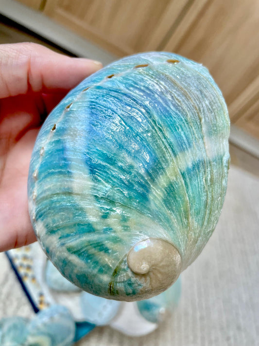 BLUE GREEN POLISHED Glossy Abalone Shells *4-4.5"* Silver Seashell Coastal Décor Sage Dish
