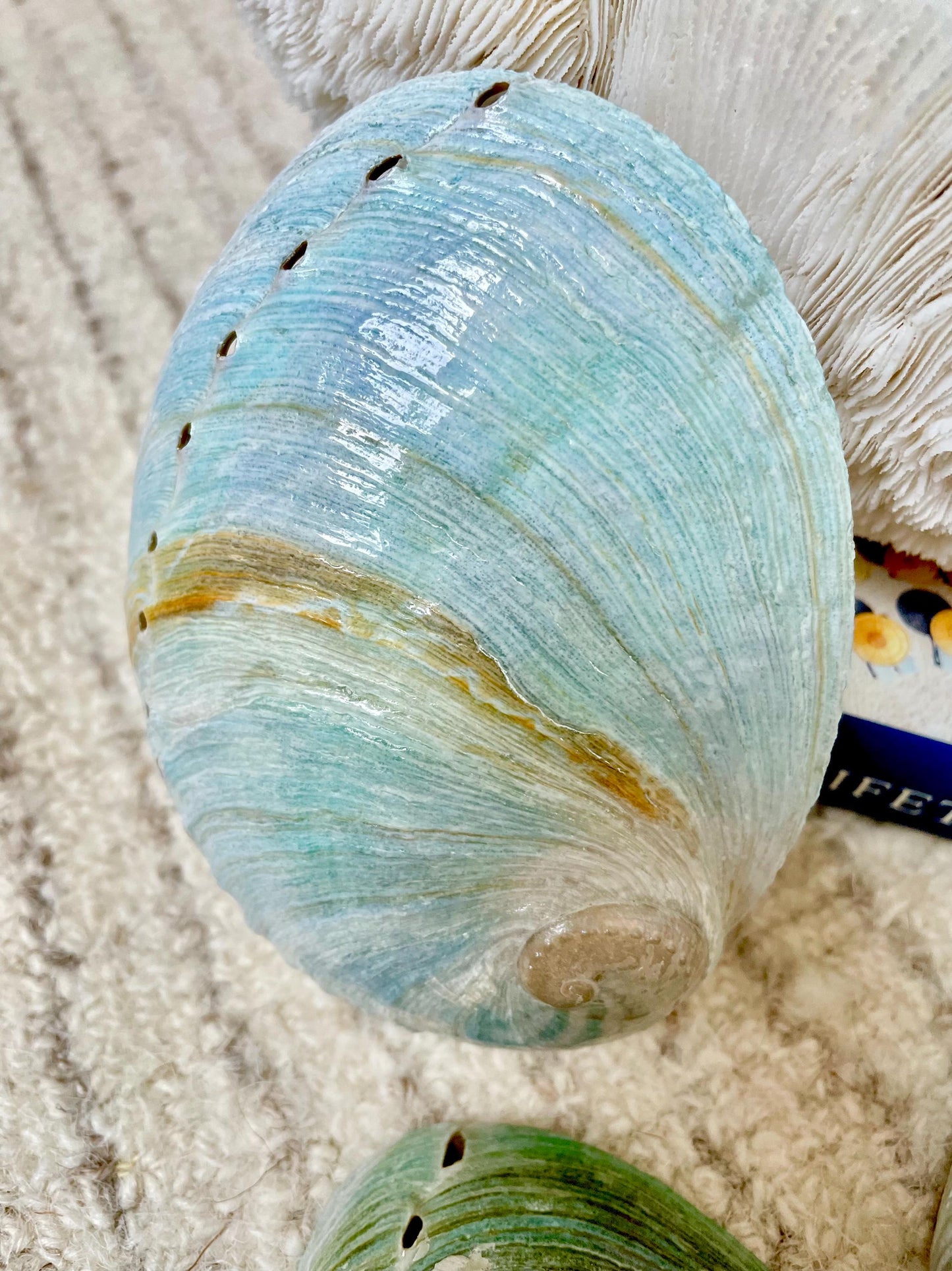 BLUE GREEN POLISHED Glossy Abalone Shells *4-4.5"* Silver Seashell Coastal Décor Sage Dish