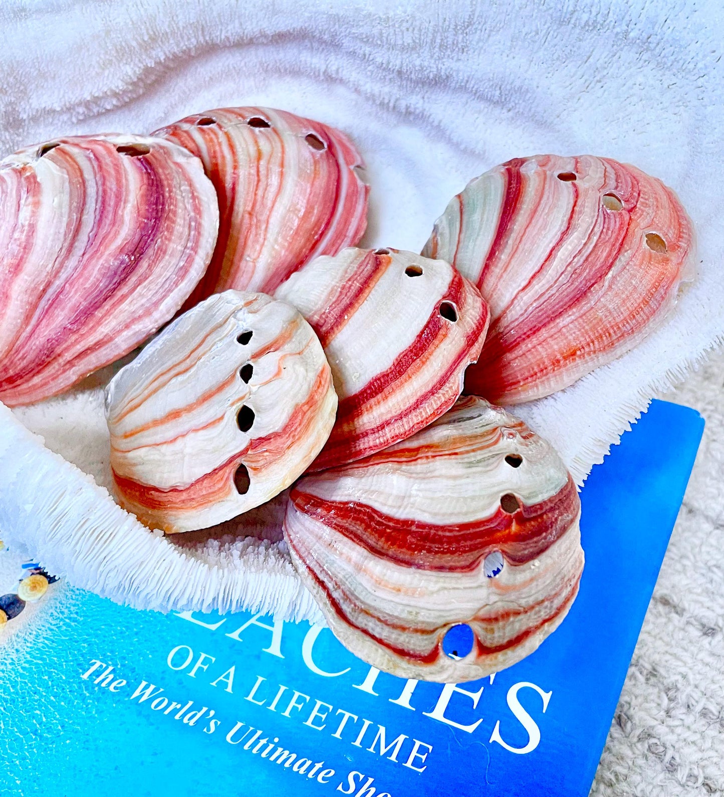 RED STRIPED ABALONE Shells 3.5-4" Natural Color Display Seashell Coastal Décor Sage Dish