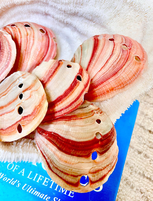 RED STRIPED ABALONE Shells 3.5-4" Natural Color Display Seashell Coastal Décor Sage Dish