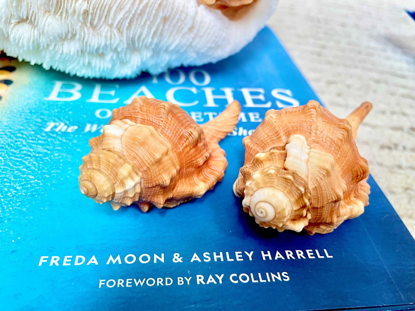 PEAR TRITON SHELL 3-4" Orange Display Seashell Coastal Beach Décor