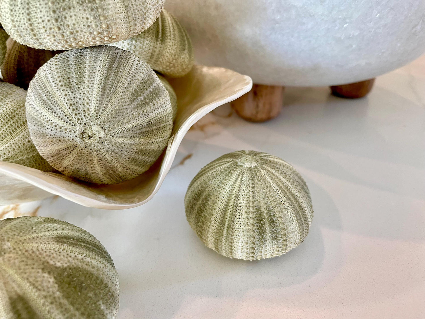 GREEN SEA URCHIN Shells 1.75-2.25" *You Choose Quantity*Natural Small Craft Seashells Sea Life